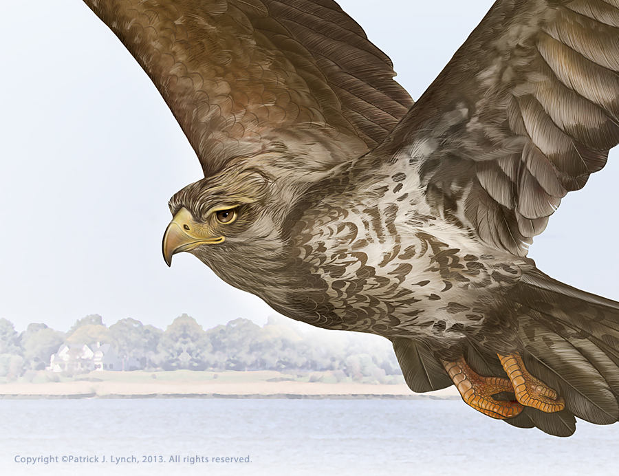 Detail of a painting of a juvenile Bald Eagle.