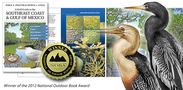 Montage of visual elements from the book 