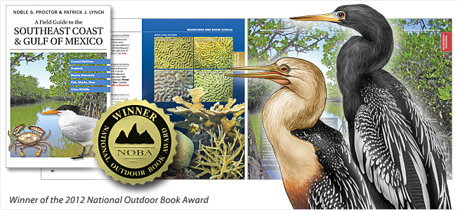 Images from the book "A Field Guide to the Southeast Coast & Gulf of Mexico."