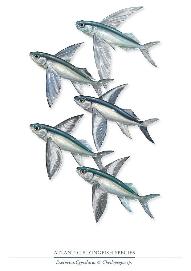 Illustration of 5 species of Atlantic flying fish.