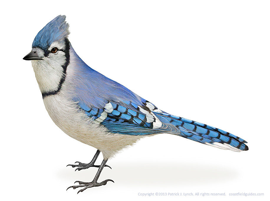 Illustration of a Blue Jay, see in a side view.