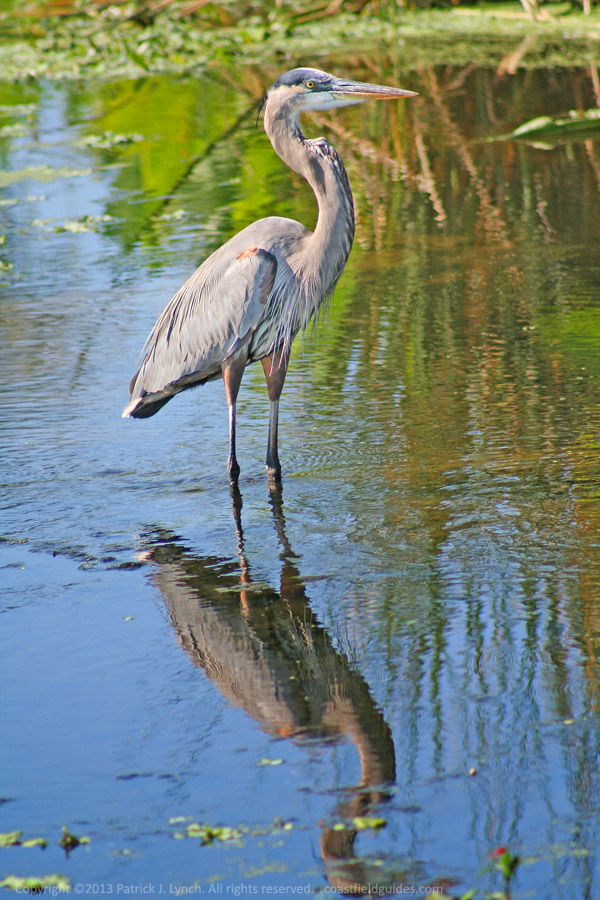 Photo of a Great Blue Heron.