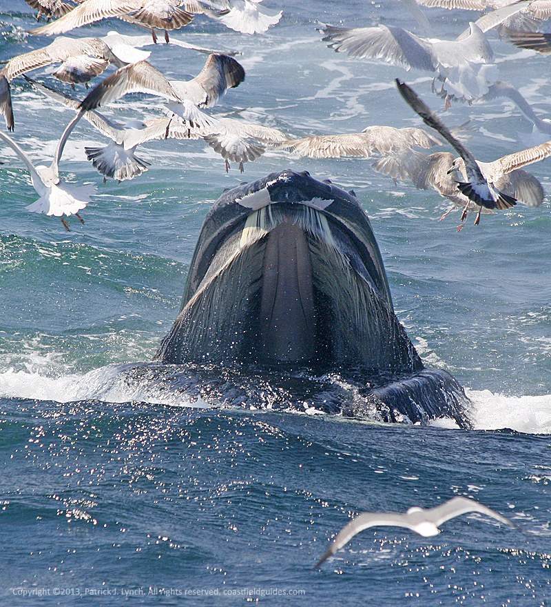Photo of a young humpback whale feeding at the surface, surrounded by gulls.
