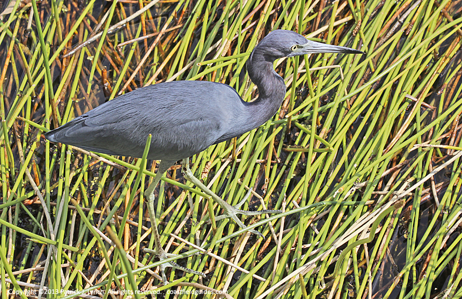 Little Blue Heron walking across tall reeds in a marsh.