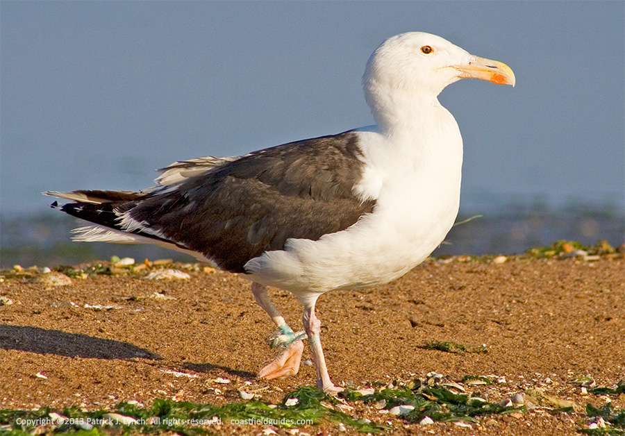 Photo of a Great Black-backed Gull with a leg entangled in fishing line.
