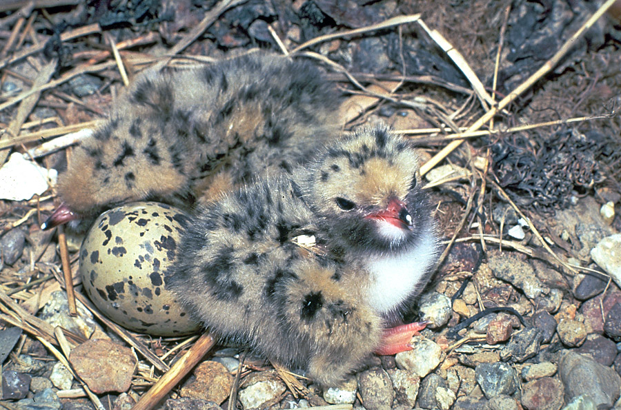 Common Tern chicks and an egg in a nest on the beach.
