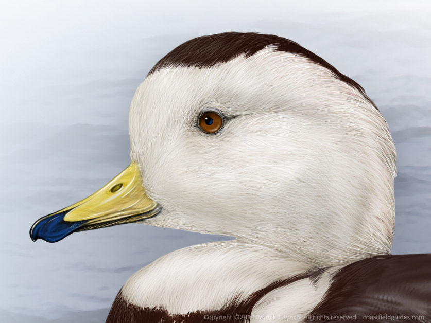 Head detail of a Labrador Duck illustration.