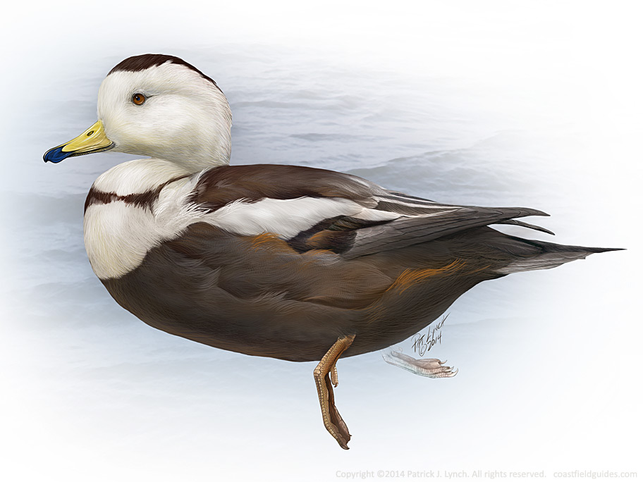 Photoshop illustration of a Labrador Duck.