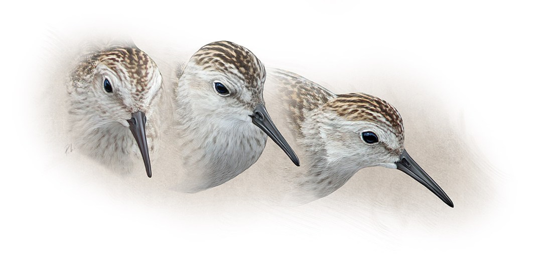 Least Sandpiper head studies, Photoshop.