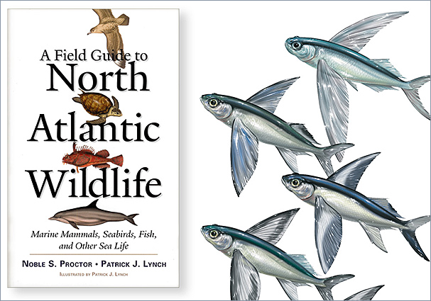 Cover image for Field Guide to North Atlantic Wildlife.