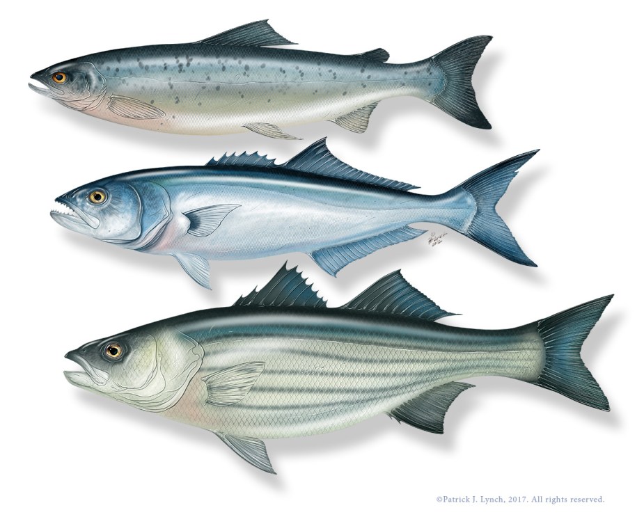 fish-composite – Patrick Lynch