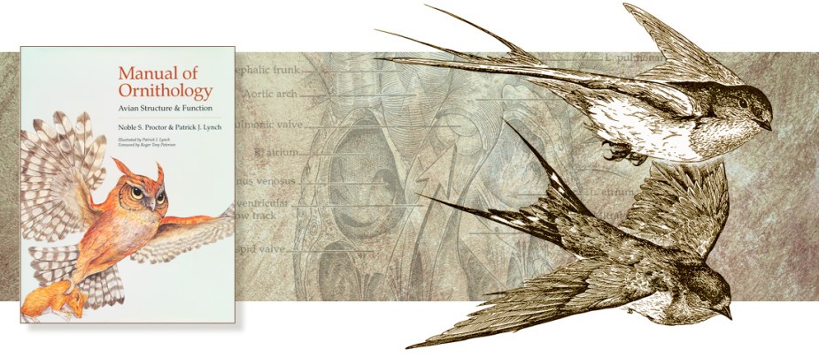 manual-of-ornithology-page-header
