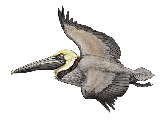 pelican