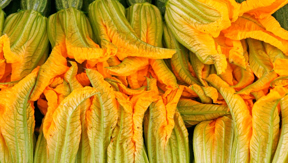 zucchini-flowers-lynch