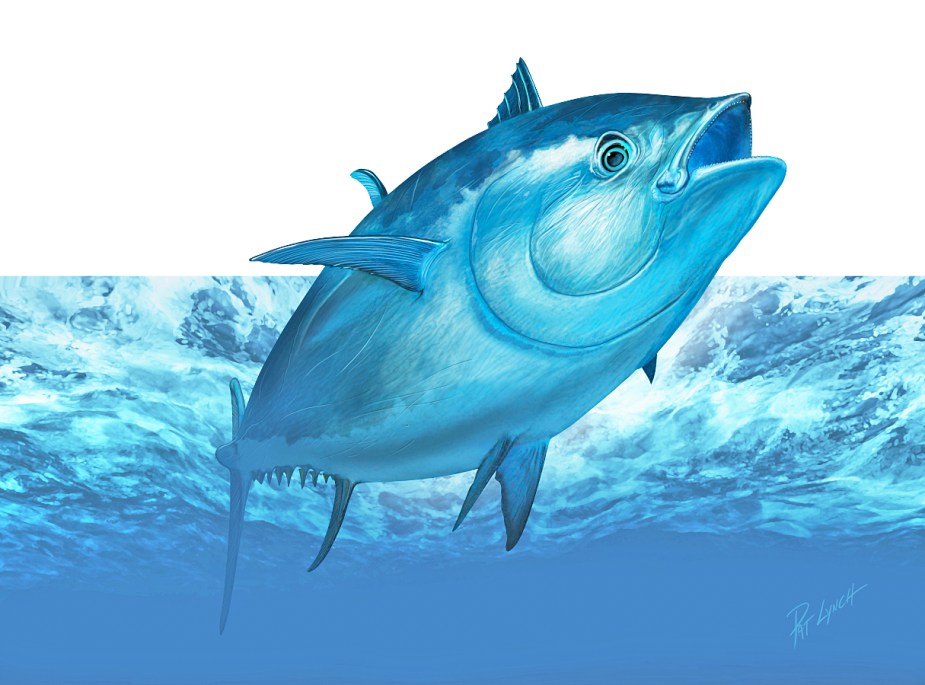 Atlantic Bluefin Tuna illustration by Patrick J. Lynch.