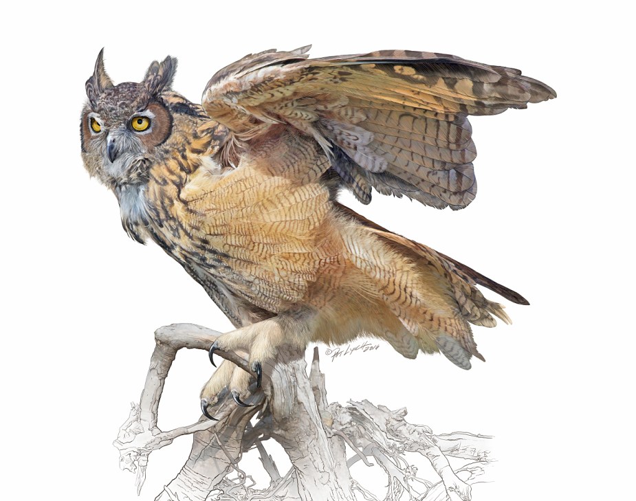 Great Horned Owl illustration by Patrick J. Lynch.