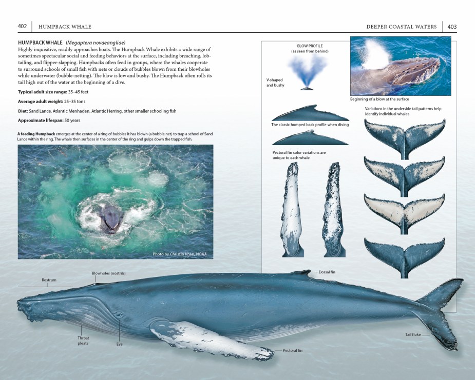 Page spread on the Humpback Whale, from "A Field Guide to Cape Cod."